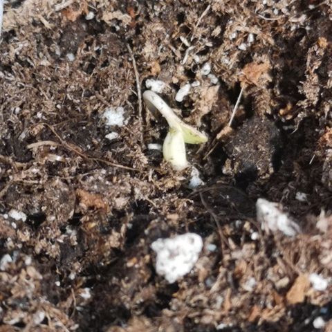 Julia growlog timeline photo