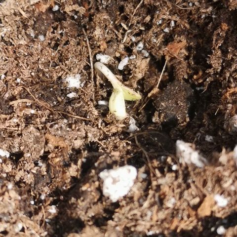 Julia growlog timeline photo