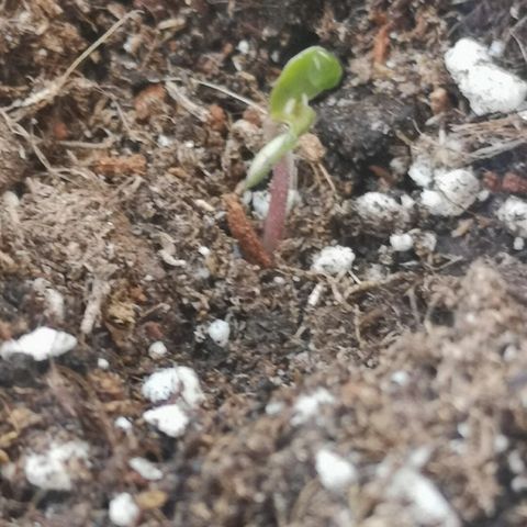 Julia growlog photo: She's standing tall