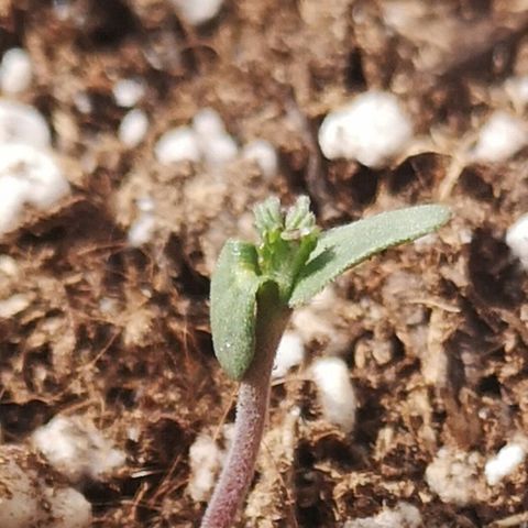 Julia growlog photo: First set of leaves growing out