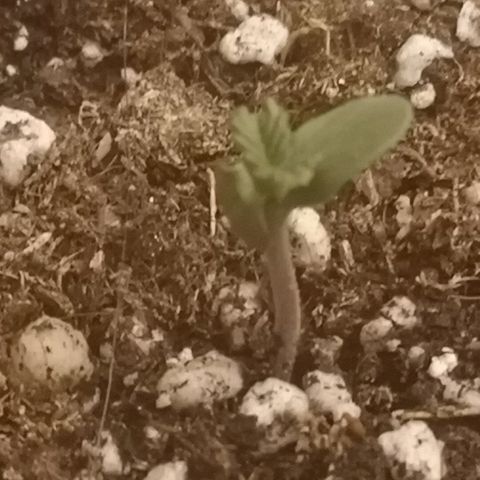 Julia growlog timeline photo