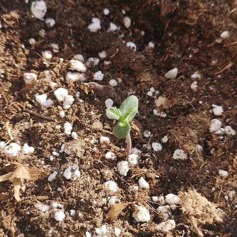 Julia growlog photo: Starting to grow her first set of leaves 