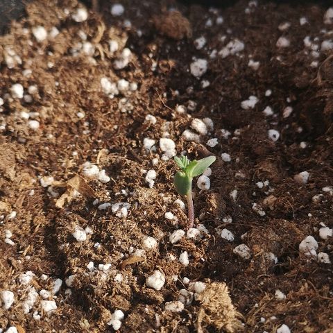 Julia growlog photo: Starting to grow her first set of leaves 