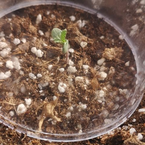 Julia growlog photo: Starting to grow her first set of leaves 