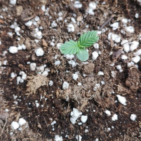 Julia growlog timeline photo