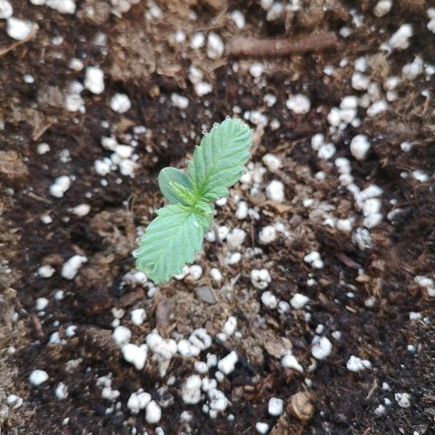 Julia growlog photo: Julia growing second set of leaves, very exciting!