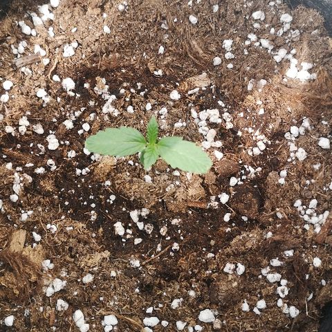 Julia growlog photo: One week since sprouting