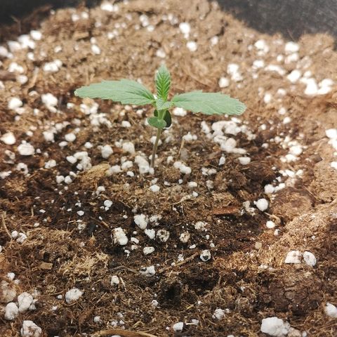 Julia growlog photo: One week since sprouting