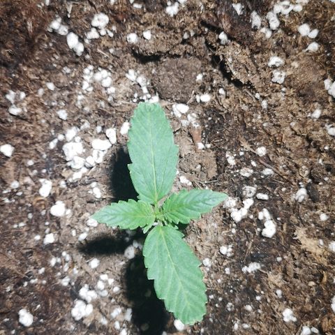 Julia growlog timeline photo