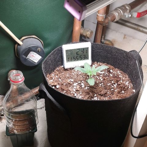 Julia growlog photo: Slight clawing, moved back to just water + no nutes