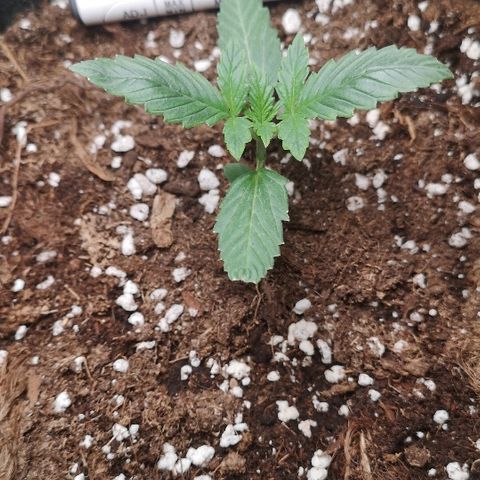 Julia growlog photo: Slight clawing, moved back to just water + no nutes