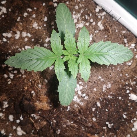 Julia growlog photo: Week 1 day 3