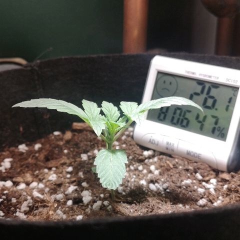 Julia growlog photo: Week 1 day 3