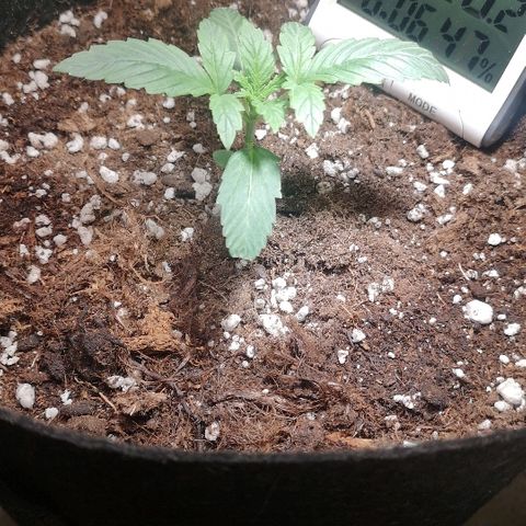 Julia growlog photo: Week 1 day 3