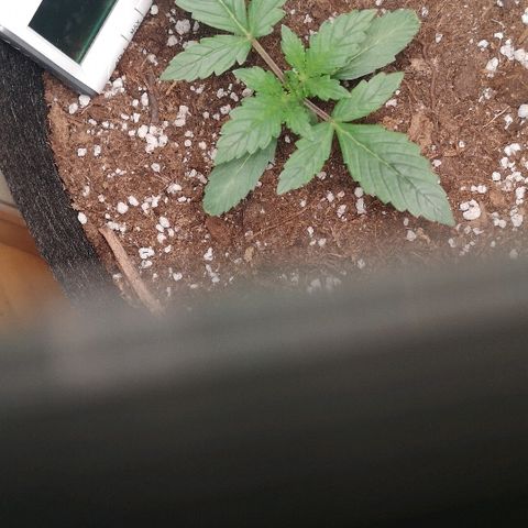 Julia growlog photo: Looking healthy