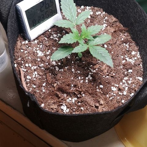 Julia growlog photo: Looking healthy