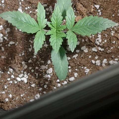 Julia growlog photo: Looking healthy