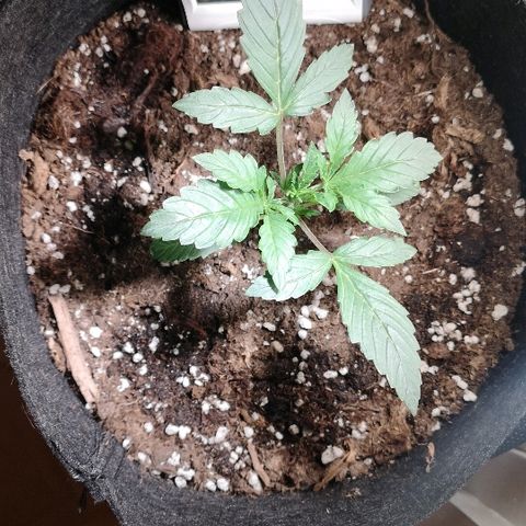 Julia growlog photo: Day 13, looking good!