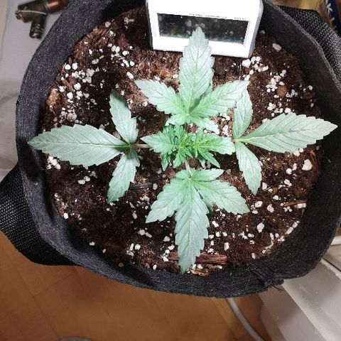 Julia growlog photo: Looking healthy, slight clawing so took her out in the sun today