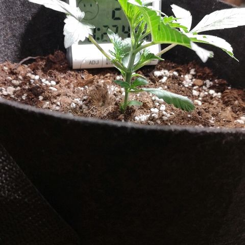 Julia growlog photo: Looking healthy, slight clawing so took her out in the sun today