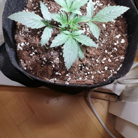 Julia growlog photo: Looking healthy, slight clawing so took her out in the sun today
