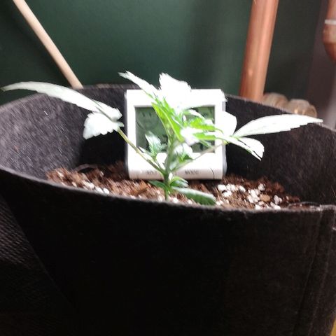 Julia growlog photo: Looking healthy, slight clawing so took her out in the sun today