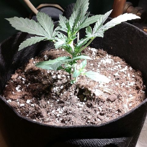 Julia growlog timeline photo