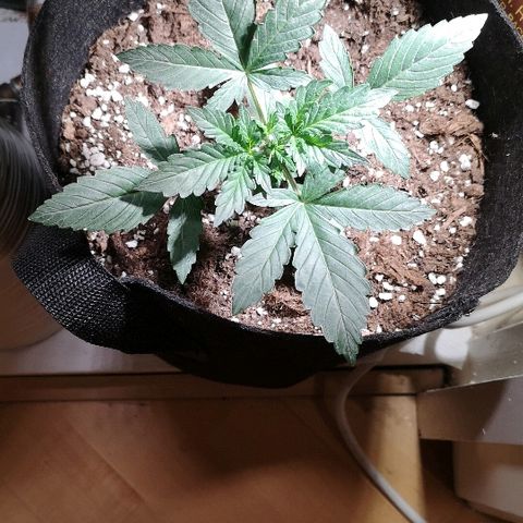 Julia growlog timeline photo