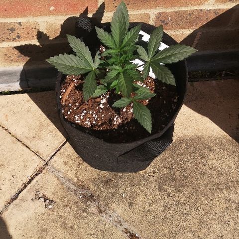 Julia growlog photo: She's thriving took her outside for a bit