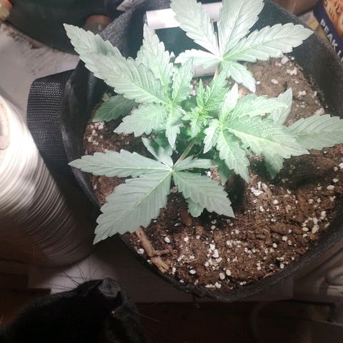 Julia growlog photo: She's thriving took her outside for a bit
