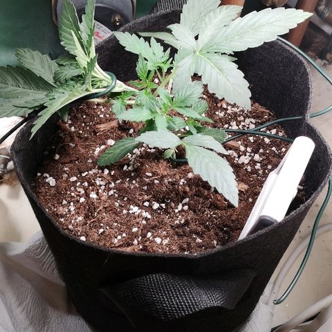 Julia growlog timeline photo