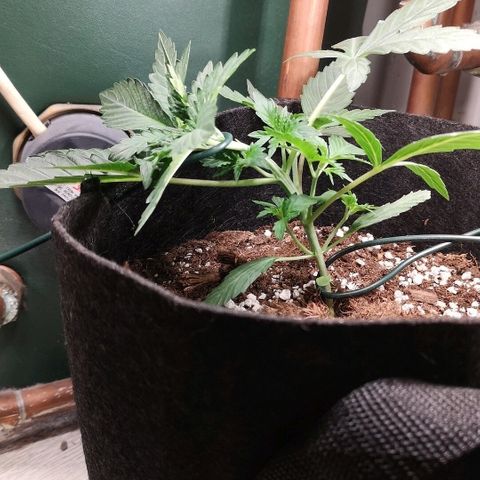 Julia growlog timeline photo
