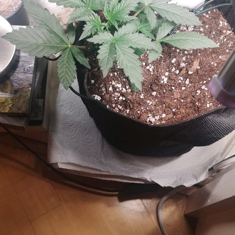 Julia growlog photo: She's doing well this morning, aired the cupboard out for a bit
