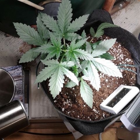 Julia growlog photo: She's looking big and bushy and lovely