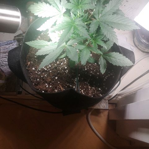 Julia growlog photo: Jeeeeez she's getting big now