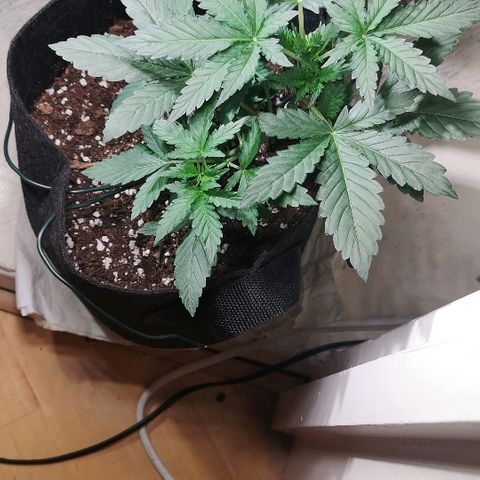 Julia growlog timeline photo