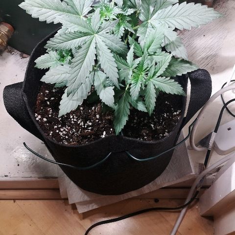 Julia growlog photo: Shes looking fineee