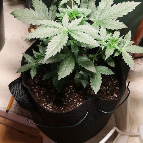 Julia growlog timeline photo