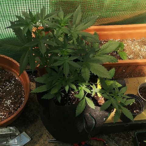 Julia growlog timeline photo
