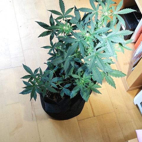Julia growlog timeline photo