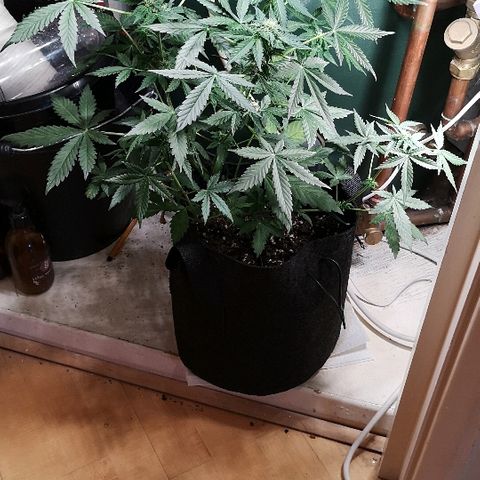 Julia growlog timeline photo