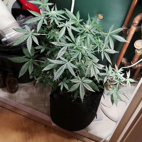 Julia growlog timeline photo