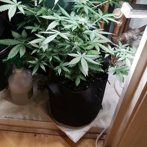 Julia growlog photo: Bud sites developing