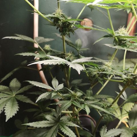 Julia growlog photo: Bud sites developing