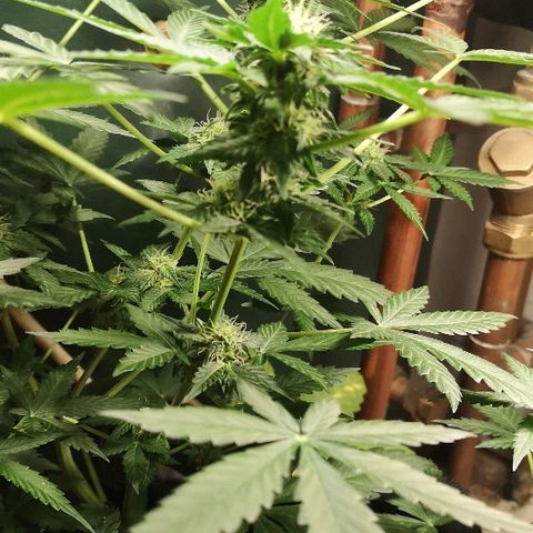 Julia growlog photo: Bud sites developing