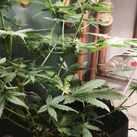 Julia growlog photo: Bud sites developing