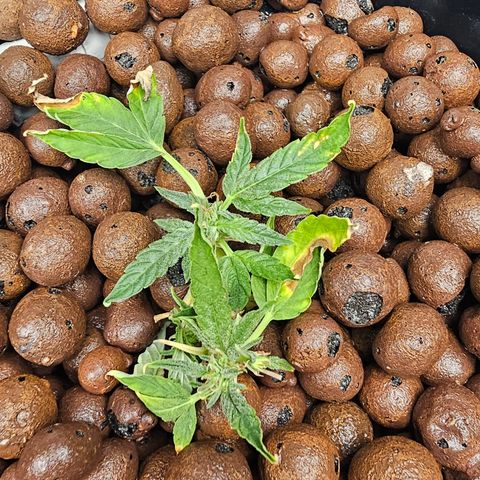 Perma #2 growlog timeline photo