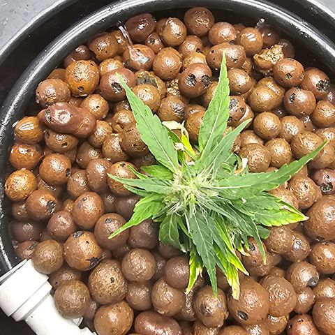 Skunk #1 growlog timeline photo