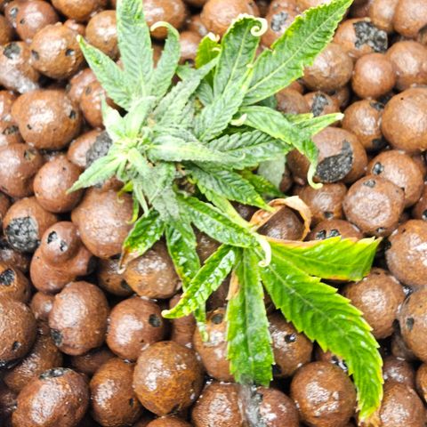 Perma #2 growlog timeline photo