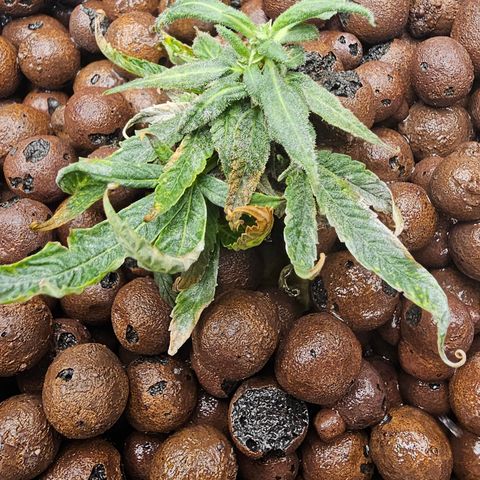 Perma #2 growlog timeline photo